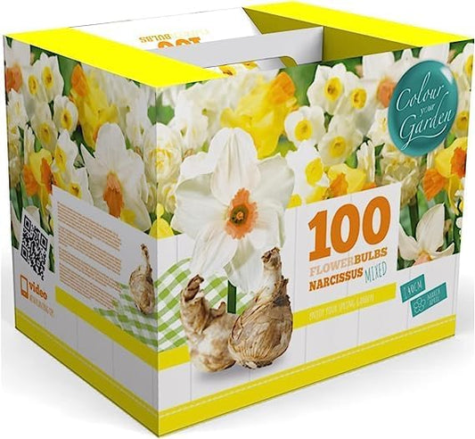 100 Narcissus Daffodil Mix Flower Bulb Box with Easy Carry Handle - White & Yellow Colors - Weeks of Easy to Grow Flowers - Plant in Gardens, Containers & Flowerbeds - Planting Instructions Included