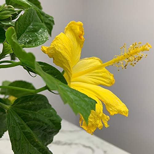 Hibiscus Live Plant - Yellow Hibiscus Bush - Flowering Plants - Yellow Ft. Myers - Overall Height 26" to 28" - (Plant Only)…
