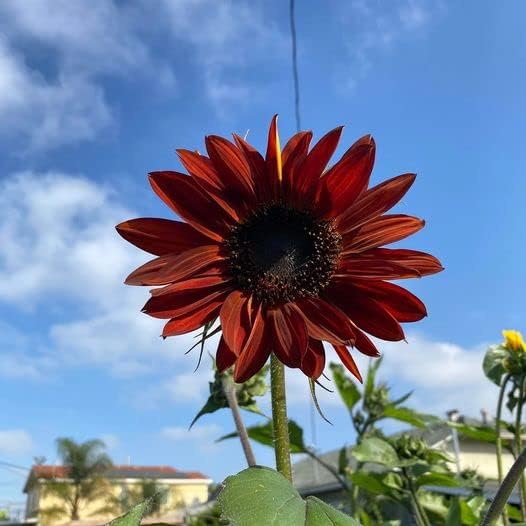 50pcs Velvet Queen Sunflower Seeds Big Red Sun Flower Rouge Burgundy Maroon Garden Pink Rose Non GMO Heirloom Garden - Planting Instructions for Easy Grow - Great Gardening Gifts