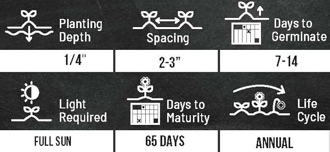 Rainbow Carrot Seeds for Planting Heirloom Non GMO Packets 750 Seeds – Plant & Grow Rainbow Carrots in Home Outdoor Garden, Great Gardening Gift – 2 Packets