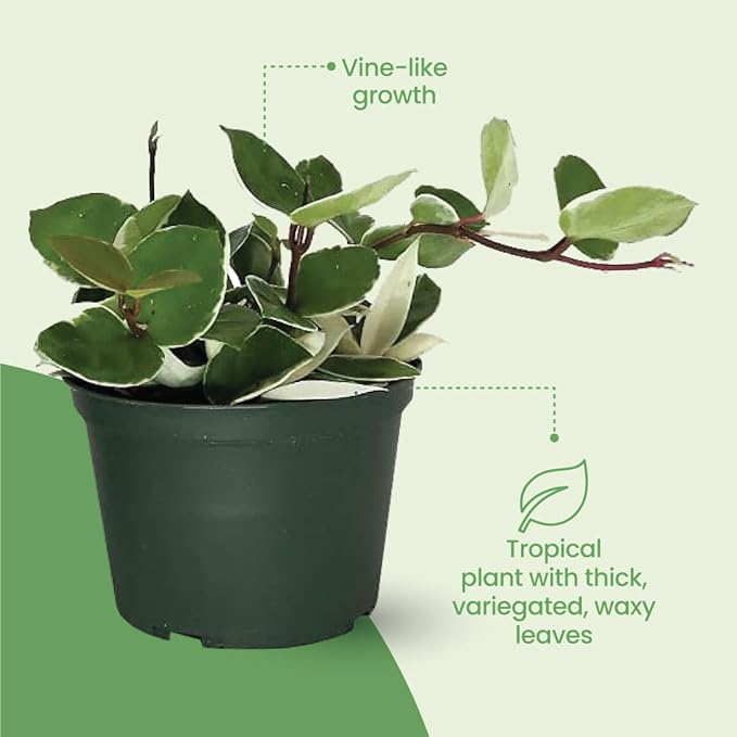 American Plant Exchange Live Assorted Hoya Plants, Plant Pots with Colorful Flowers for Home and Garden Decor, 6" Pot, Pack of 2