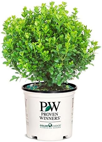 Proven Winners - Buxus micro. Sprinter (Boxwood) Evergreen, , #2 - Size Container
