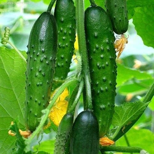 Seeds Vegetable Cucumber April F1 Self-Pollinated 45 Days Heirloom for Pickling - 10 Seeds