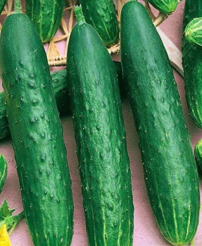 Seeds Vegetable Cucumber April F1 Self-Pollinated 45 Days Heirloom for Pickling - 10 Seeds