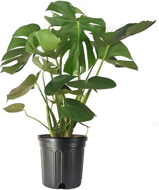 American Plant Exchange Monstera Deliciosa Split Leaf Plant, Live 10-Inch Plant Pot for Home and Garden Decor, Tropical Elegance with Edible Fruits, Air Purifying