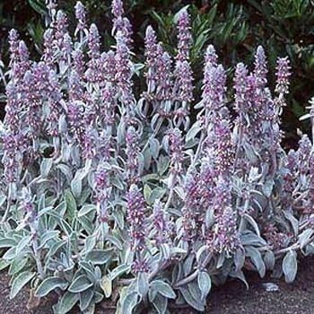 Outsidepride 2000 Seeds Perennial Stachys Byzantina Lamb's Ear Flower Seeds for Planting