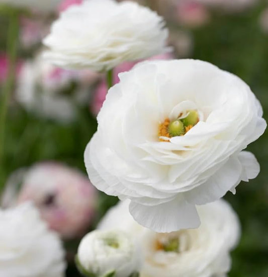 Mixed Peony Ranunculus Bulbs- Persian Buttercup -10 Corms Bulbs Flowering Blooms Perennial Bulbous Root Garden Plant (White)