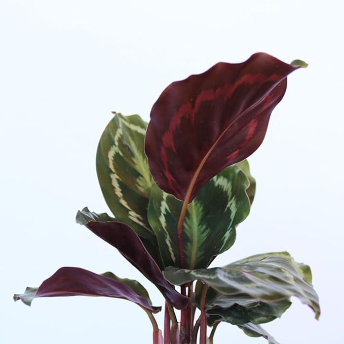 American Plant Exchange Calathea Medallion, Peacock, Live Prayer Plant, Small 4-Inch Pot, Air-Purifying Indoor Houseplant, Tropical Home Décor