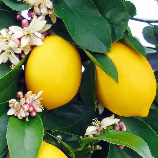 Expert Lemon Tree Potting Mix - Perfect for Growing Healthy, Beautiful Citrus Limon Trees - [5 Quart Bag]