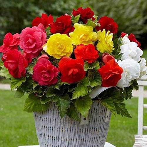 Seeds Wax Begonia Mix Large Flower Indoor Perennial Flowers for Planting