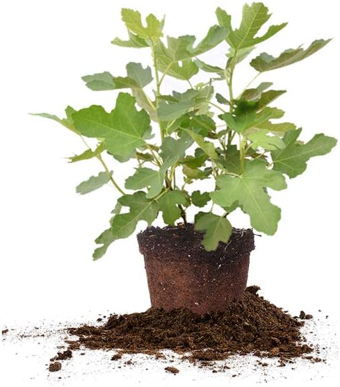 Perfect Plants Celeste Fig Tree Live Plant, 3 Gallon, Includes Care Guide