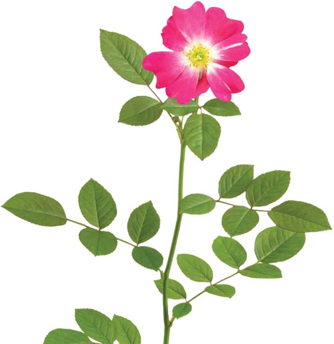 Perfect Plants Pink Drift Rose 1 Gallon, Live Plant Includes Special Blend Fertilizer & Planting Guide