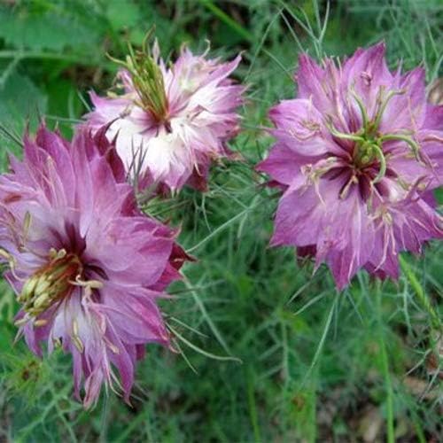 Outsidepride 2000 Seeds Annual Nigella Rose Love-in-a-Mist Flower Seeds for Planting
