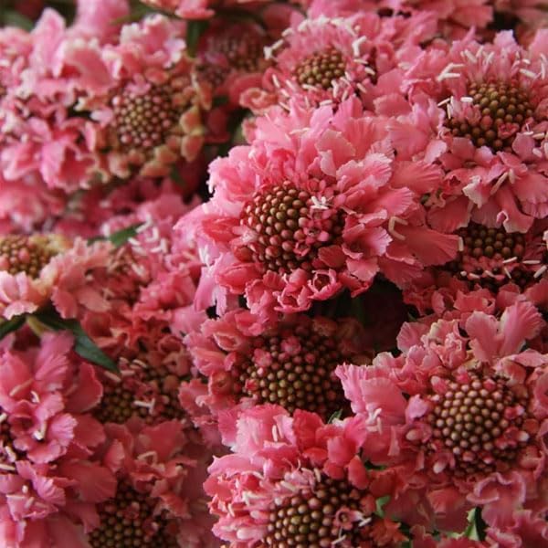 Outsidepride 400 Seeds Perennial Rose Scabiosa Pincushion Flower Seeds for Planting