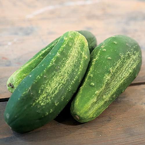 Park Seeds Organic Excelsior F1 Cucumber, Pack of 10 Seeds