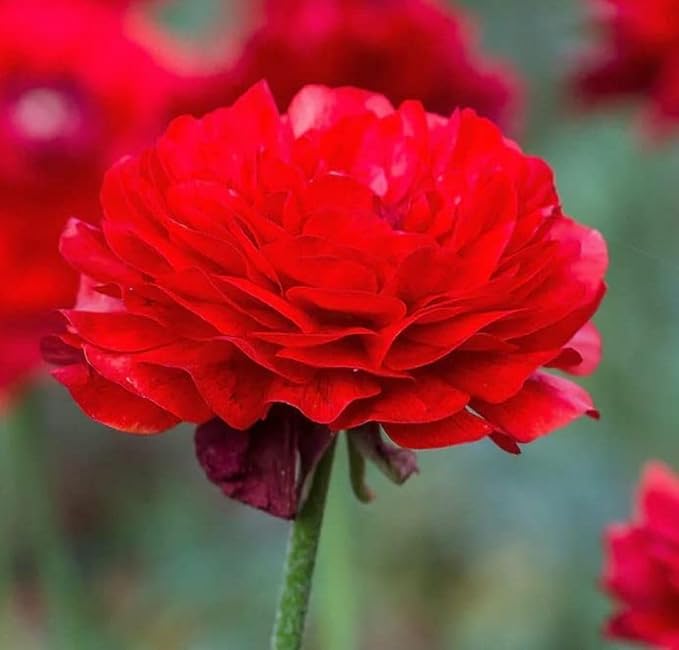 Mixed Peony Ranunculus Bulbs- Persian Buttercup -10 Corms Bulbs Flowering Blooms Perennial Bulbous Root Garden Plant (Red)