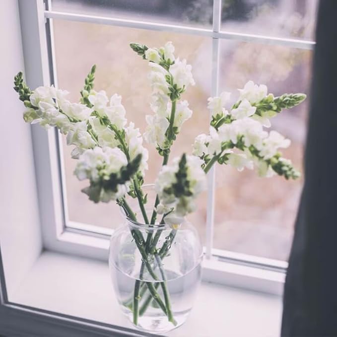5000+ Snowflake Snapdragon Flower Seeds Outdoor-Perennial Heirloom Antirrhinum Majus Plant Seed Attracts Bees& Attracts Butterflies