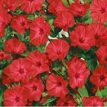 Outsidepride 1/4 lb. Perennial Mirabilis Jalapa Four O' Clock Red Flower Seeds for Planting