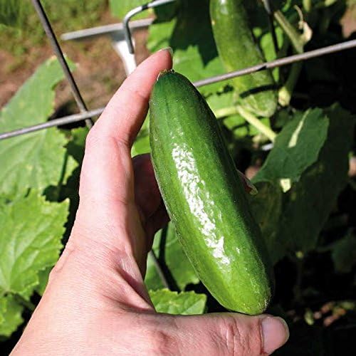 Park Seed Baby Cucumber Seeds, Gourmet Mini, Pack of 10 Seeds