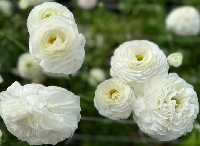 Mixed Peony Ranunculus Bulbs- Persian Buttercup -10 Corms Bulbs Flowering Blooms Perennial Bulbous Root Garden Plant (White)