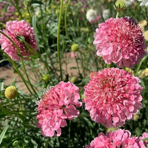 Outsidepride 400 Seeds Perennial Rose Scabiosa Pincushion Flower Seeds for Planting
