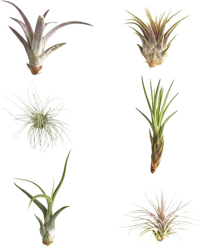 Shop Succulents | Assorted Collection | Variety of Species, Tropical House Plant for Home Décor, DIY Terrariums, 6-Pack