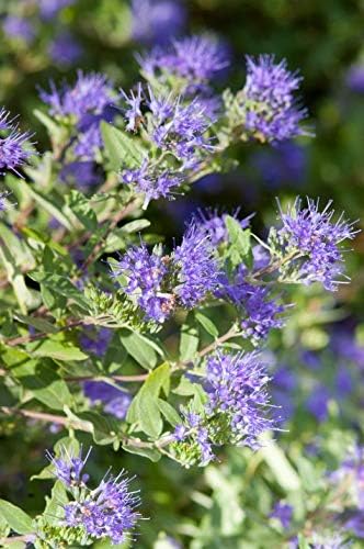 Caryopteris x cland. Sapphire Surf (Bluebeard) Shrub, 3-Size Container, Blue Flowers