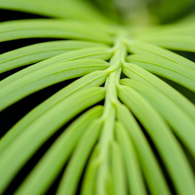 Perfect Plants Spreading Yew Cephalotaxus Live Plant, 1 Gallon, Includes Care Guide