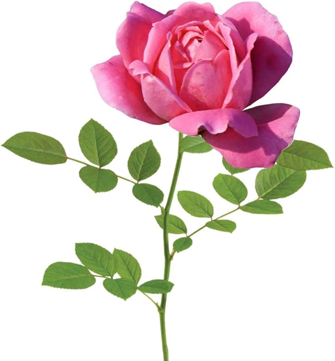 PERFECT PLANTS Double Knock Out Rose Live Plant, 1 Gallon, Green and Pink