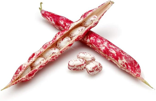 Pinto Bean Plant Seeds, 30+ Heirloom Seeds Per Packet, (Isla's Garden Seeds), Non GMO Seeds, 90% Germination Rate, Botanical Name: Phaseolus vulgaris