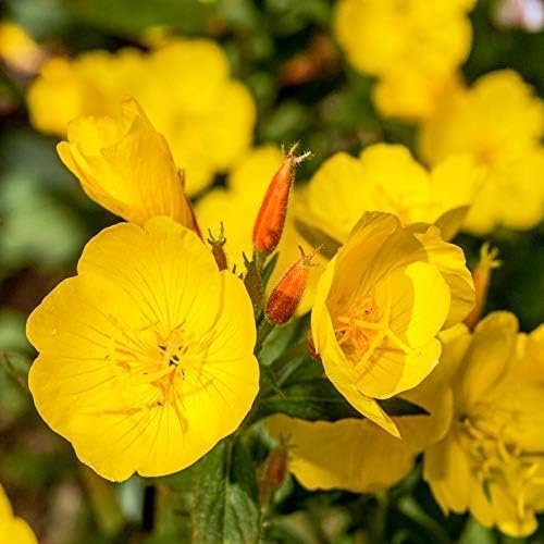 Outsidepride 5000 Seeds Annual Oenothera Lamarckiana Evening Primrose Wild Flower Seeds for Planting