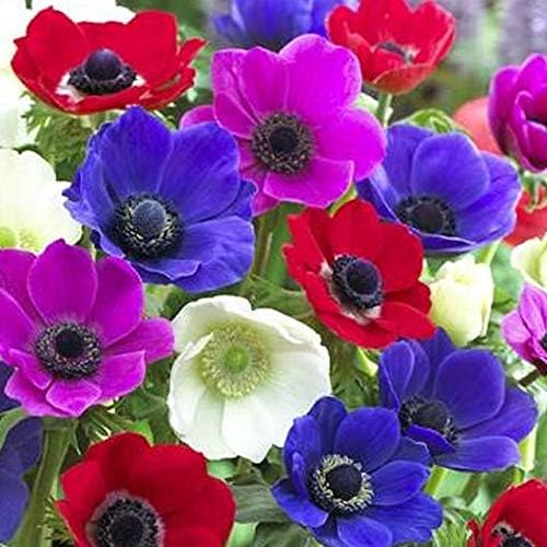 25 Anemone De Caen Flower Bulbs for Planting | Multicolor Mix | Flower Bulbs for Planting