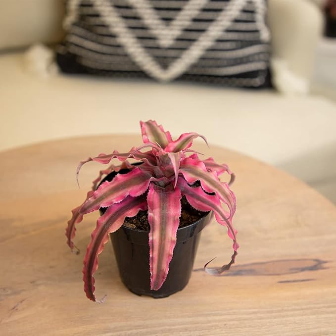 Live Cryptanthus Bromeliad Plant, Cryptanthus bivittatus Pink Star, Indoor Flowering Plant, Earth Star House Plant in Pot, Bromeliads Live Plants in Soil, Colorful Potted Houseplant by Plants for Pets