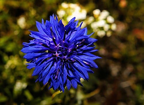 200 Dwarf Bachelor Button Seeds for Planting - Heirloom Non-GMO USA Grown Cornflower Seeds for Planting - Centaurea Cyanus Blue Flowers