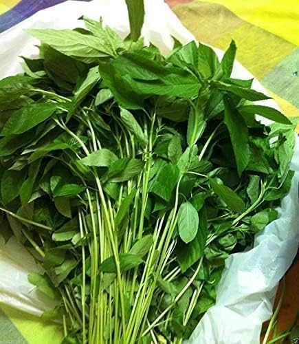 3000 Egyptian Spinach Seeds - Rau Day - AKA. Corchorus Olitorius Molokhia, Ewedu, Saluyot Seeds, Non GMO, Untreated.