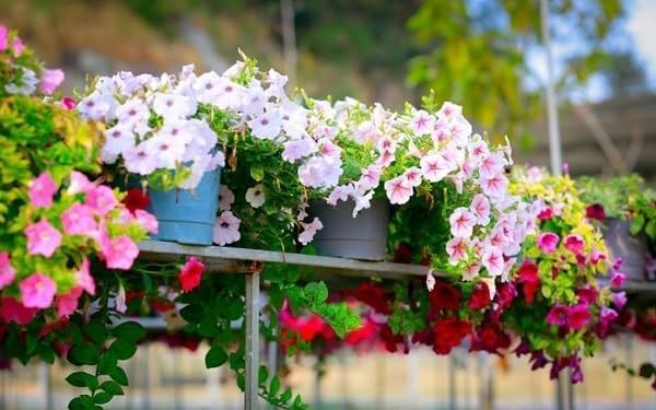 5000+ Petunia Seeds - Mixed Rainbow Color, Bonsai, Grandiflora Flowers, 1500 mg Heirloom Seeds, Flower Seeds, Pollinator Garden, Open Pollinated, Non-GMO, Indoor and Outdoor