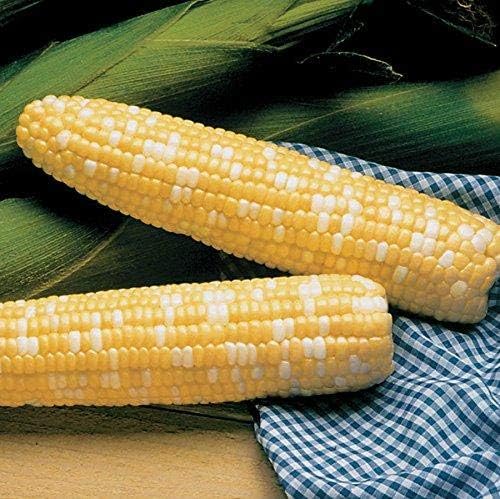 Park Seed Variety of Corn Vegetable Seeds, Plant Seeds, Easy to Grow, Perfect for Harvesting, Serendipity Triplesweet Hybrid, Pack of 200