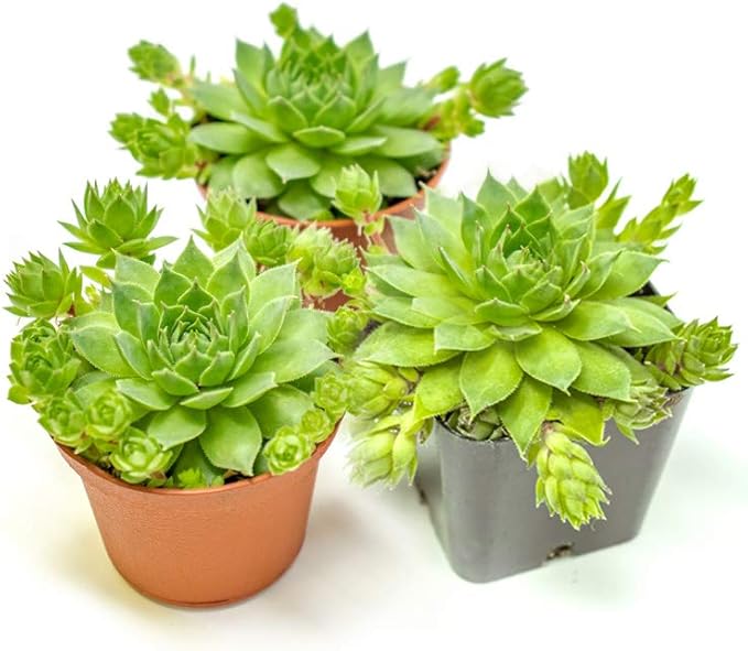 Sempervivum Succulents Plants Live Indoor Plants (3PK), Sempervivum Plants Live Houseplants, Hen and Chicks Live Plants Indoor House Plants, Rosette Succulent Plants in Plant Pots by Plants for Pets