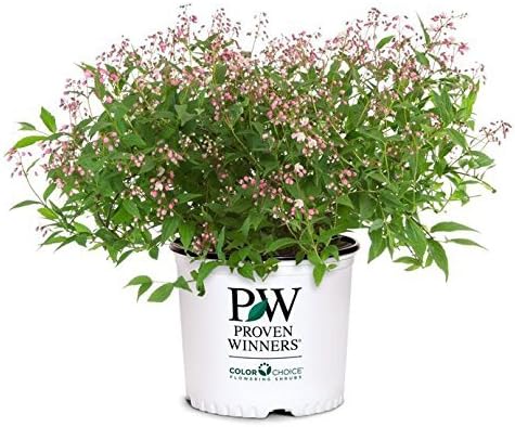 Proven Winners - Deutzia Yuki Cherry Blossom (Yuki Cherry Blossom Deutzia) Shrub, pink flowers, #2 - Size Container