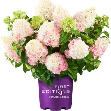 Green Promise Farms Hydrangea PAN. `Vanilla Strawberry` (Panicle) Shrub, 2-Size Container, White/Pink/red Flowers