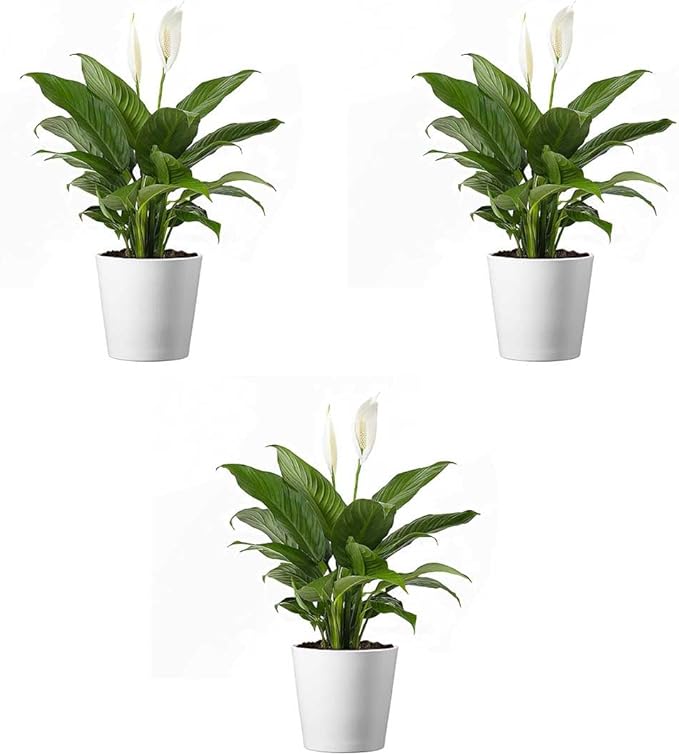 American Plant Exchange Peace Lily, Live Spathiphyllum Plants, 4-Inch Pots, 3 Pack in Deco Covers, Flowering Houseplants, Easy Care, Low Light, Perfect for Housewarming, Sympathy, or Party Gifts