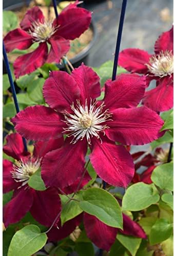 Raymond Evison Clematis - Clematis Rebecca (Clematis) Perennial, red flowers, 8`` - Size Container