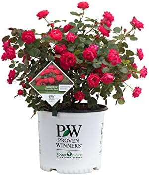 Proven Winners - Rosa OSO EASY Double Red (Landcape Rose) Rose, red flowers, #2 - Size Container