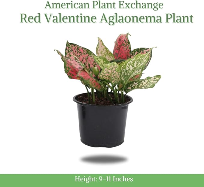 American Plant Exchange Aglaonema Hot Pink Wishes, 6-Inch Pot, Stunning Pink & Red Color, Easy Care Live Plant for Home & Office