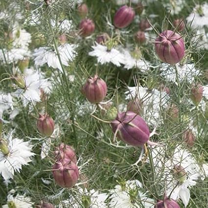 Outsidepride 1000 Seeds Annual Nigella White Love-in-a-Mist Flower Seeds for Planting