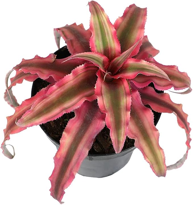 Live Cryptanthus Bromeliad Plant, Cryptanthus bivittatus Pink Star, Indoor Flowering Plant, Earth Star House Plant in Pot, Bromeliads Live Plants in Soil, Colorful Potted Houseplant by Plants for Pets