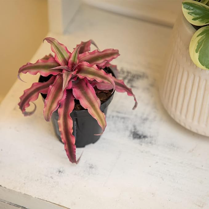 Live Cryptanthus Bromeliad Plant, Cryptanthus bivittatus Pink Star, Indoor Flowering Plant, Earth Star House Plant in Pot, Bromeliads Live Plants in Soil, Colorful Potted Houseplant by Plants for Pets