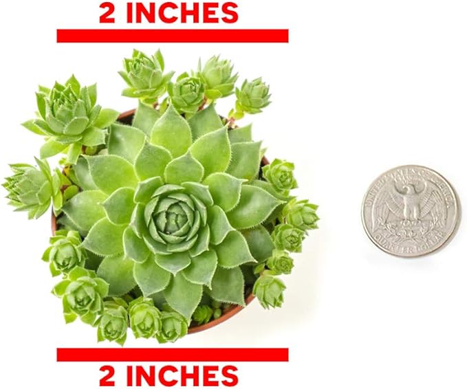 Sempervivum Succulents Plants Live Indoor Plants (3PK), Sempervivum Plants Live Houseplants, Hen and Chicks Live Plants Indoor House Plants, Rosette Succulent Plants in Plant Pots by Plants for Pets