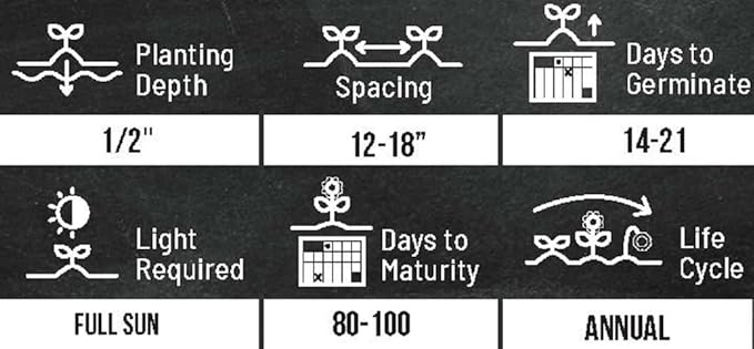 Mammoth Sunflower Seeds for Planting - Grow Giant Sun Flowers in Your Garden - 50 Non GMO Heirloom Seeds - Full Planting Instructions for Easy Grow - Great Gardening Gifts (3 Packets)