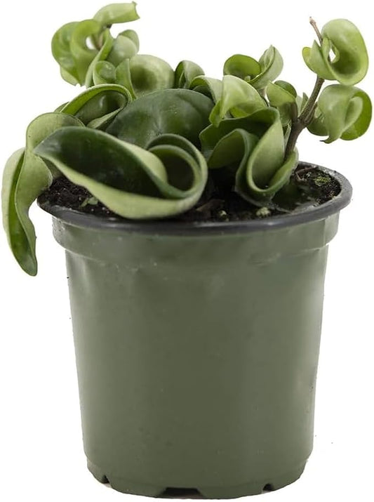 American Plant Exchange Live Hindu Rope Plant, Hoya Carnosa Compacta Plant, Krinkle Kurl Plant, Wax Plant, Plant Pot for Home and Garden Decor, 4" Pot